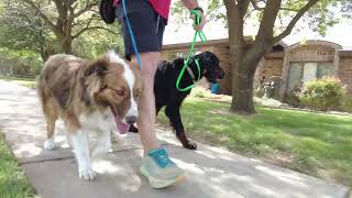 03 Dexter and Daisy work on dual leash heel with Aaron of @ik9trainers551