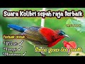 Suara Pikat Atau Masteran Kolibri Sepah Raja Terbaik Jitu Mp3 - Mp4 Download