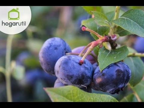 Video: Cultivo de arbustos de arándanos: consejos para el cuidado de las plantas de arándanos