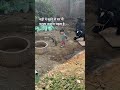 #trending #bhanja #child #like #kshipra #indore #dewas #youtube #farmerson #dairyfarm #milk #cow