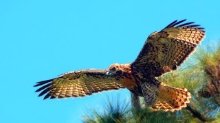 Juvenile Red-Tailed Hawk's First Flight