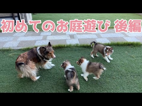 【シェルティ】初めてのお庭遊び🐾【後編】