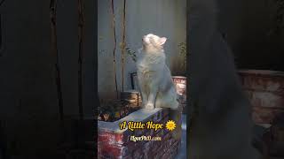 Celebrity 🌞"Keep your face always toward the sunshine—and shadows will fall behind you." – Walt Whitman Net Worth