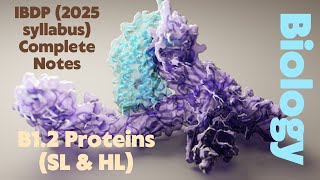 IBDP Biology B1.2 Proteins (SL \& HL) 2025 Syllabus Full Notes