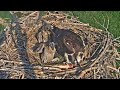 2023-06-23 #2 gets startled by a whack from a carp tail | Boulder County Osprey Cam