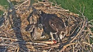 2023-06-23 #2 gets startled by a whack from a carp tail | Boulder County Osprey Cam