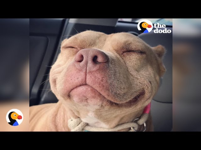 pitbull puppy smiling