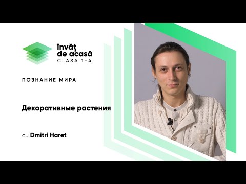 Video: Cinci Proiecte. Dmitry Aranchiy