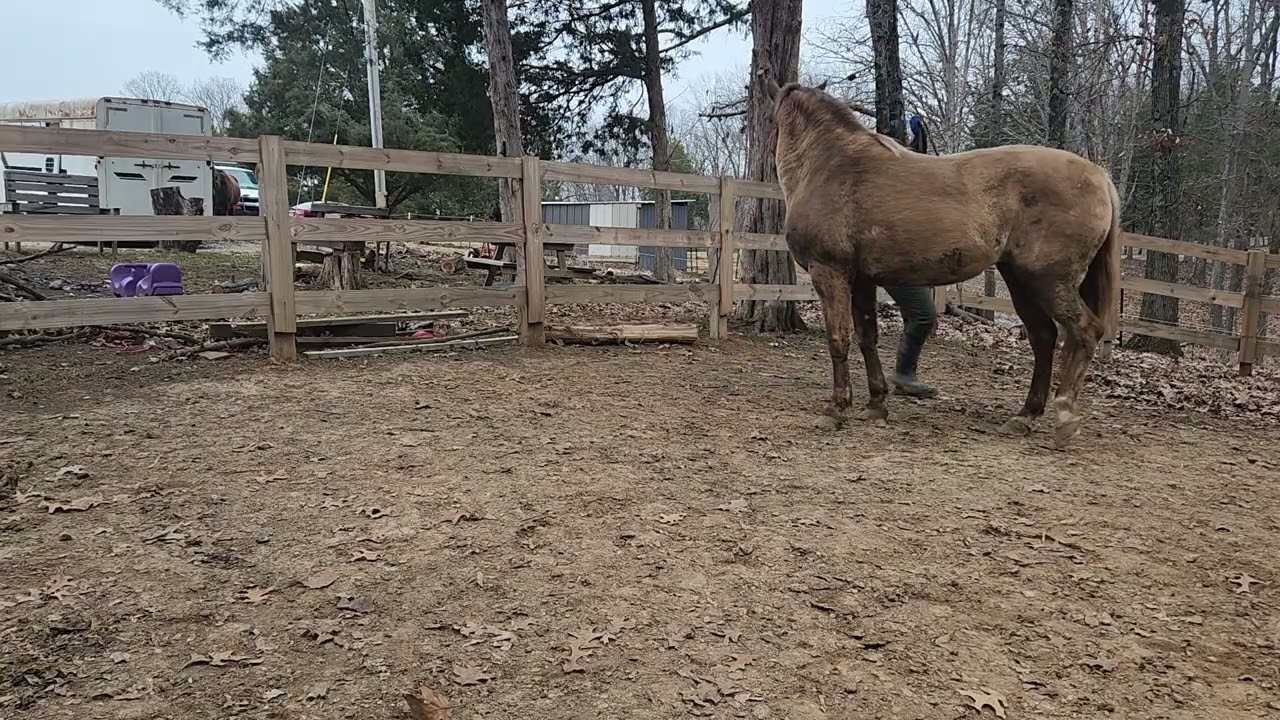 Bella's first training day: Sending Excercise and desensitizing 