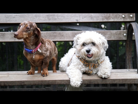 Video: Your Dog Knows When You're Being A Jerk