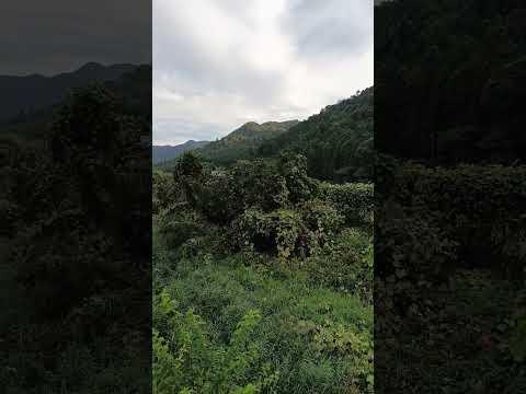 【兵庫】【市川町】田舎の朝〜　川の音、鳥の声、変な声　 #2025 #兵庫 #田舎 #自然 #せせらぎ #鳥の声