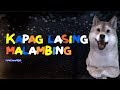 KAPAG LASING MALAMBING - DOG COVER Lip Sync LYRICS 🐶🎤🎶🎶