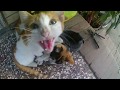 My funny little cats