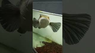 Download Lagu Ikan Chana Maru YS #chana #shorts MP3