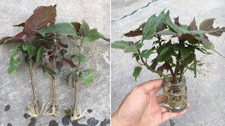 Tips for growing perilla from cuttings, a simple way for perilla branches to take root