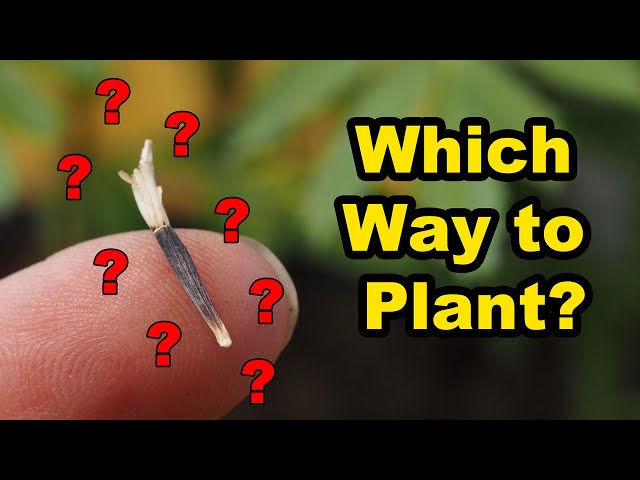 The Right Way to Plant Marigold Seeds - YouTube