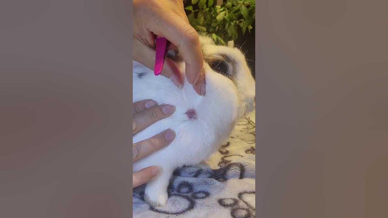 How to remove a maggot from your rabbit. YouTube