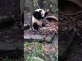 Panda S Being Clumsy Panda Joy Nature Panda S Being Clumsy Panda Joy Nature