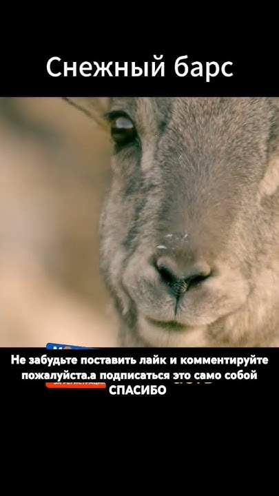 Снежный барс часть 3 - YouTube