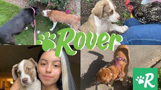 I Tried Dog Sitting/Walking Through Rover ! $$$ | how to make money dog sitting | come to work w/ me screenshot 3