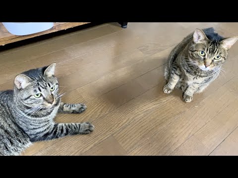 ねこてん 222 deux cent vingtーdeux 【9/24値上げ対象】 猫 ピアス