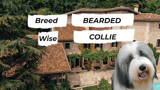 Everything You Need to Know About Bearded Collies