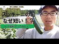 【ズッキーニの旬 なぜ短い!?】~人工授粉やってみよう!~