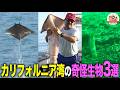 【海の日SP】“赤い悪魔”レッドデビル！ジャンプ＆バク転するエイ！海底から生えるチンアナゴの大群！カリフォルニア湾の奇怪生物3選！【どうぶつ奇想天外／WAKUWAKU】