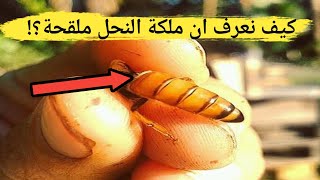 كيف نعرف ان ملكة النحل ملقحة؟