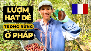 Trải nghiệm đi lượm hạt dẻ trong rừng ở Pháp