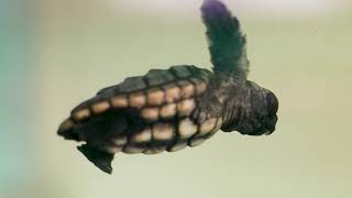 Washback Sea Turtle Hatchlings