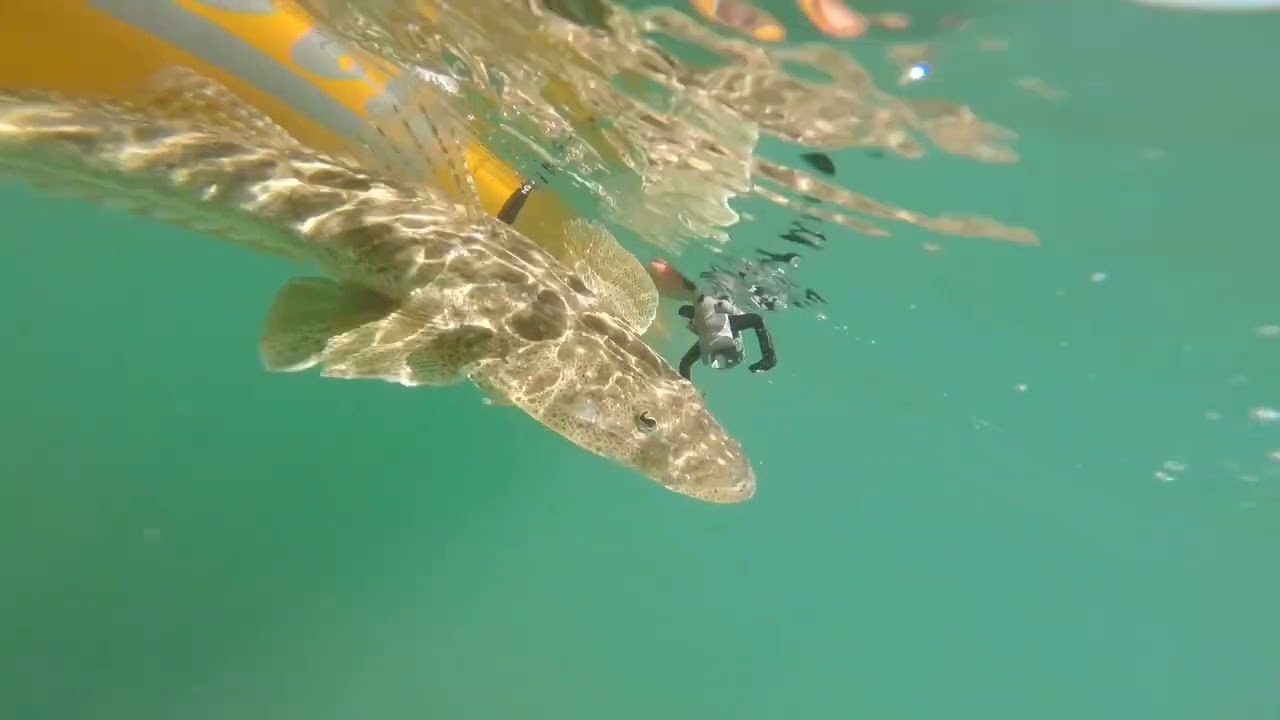 Hobie outback in shallow water with some mixed catch and release clips in Moreton Bay 