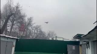 Двигаемся 🕊️Турецкие голуби в Душанбе