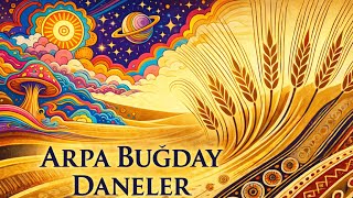 Arpa Buğday Daneler Si̇neti̇k (Anatolian Psychedelia)