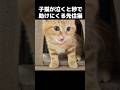 子猫が泣くと秒で助けにくる先住猫がこちら...#shorts
