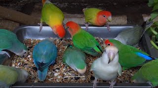 Peachfaced lovebirds Aviary: January 2024 [LOVEBIRD TV]