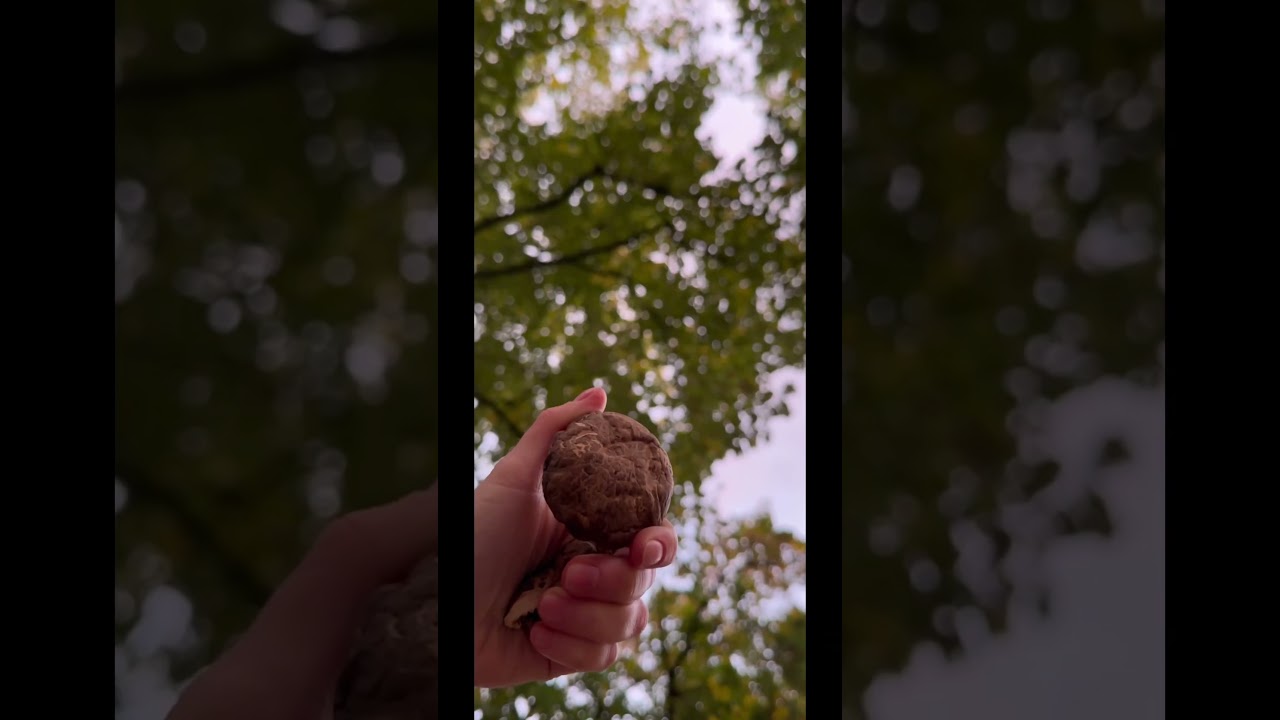 Shiitake mushrooms boost immunity with lentinan, a powerful compound linked to cancer treatment🍄🟫