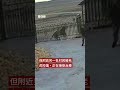 野生東北虎衝撞中國黑龍江民宅瞬間－ BBC News 中文