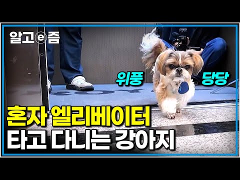 '그냥 두면 알아서 가요' 혼자 엘리베이터 타고 다니는 똑똑한 시츄. 가슴 아픈 과거부터 천사 원장님을 만나기까지 이야기|세상에 나쁜 개는 없다|알고e즘