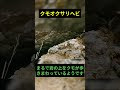 クモに偽装するヘビの狩り？