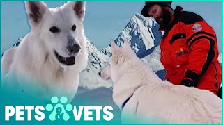 Yukon The Avalanche Rescue Dog Digs Out A Trapped Skier | Dogs with Jobs | Pets & Vets