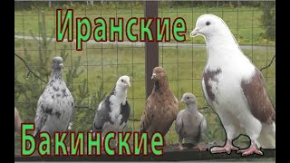 Бакинские ,Иранские голуби, Николая(Москва) Бакинские ,Иранские голуби, Николая(Москва)