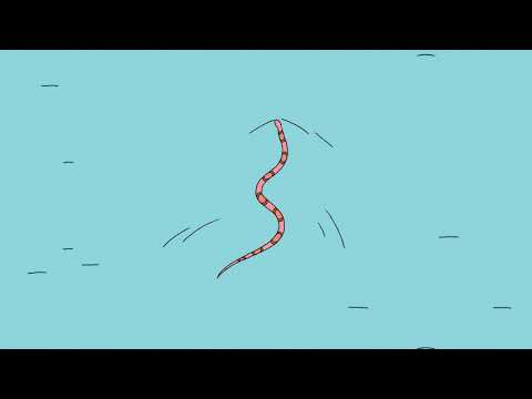 Sweet William - Majestic Move