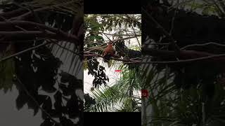 Khả năng bay của gà rừng#sorts #capcut #vuinhon