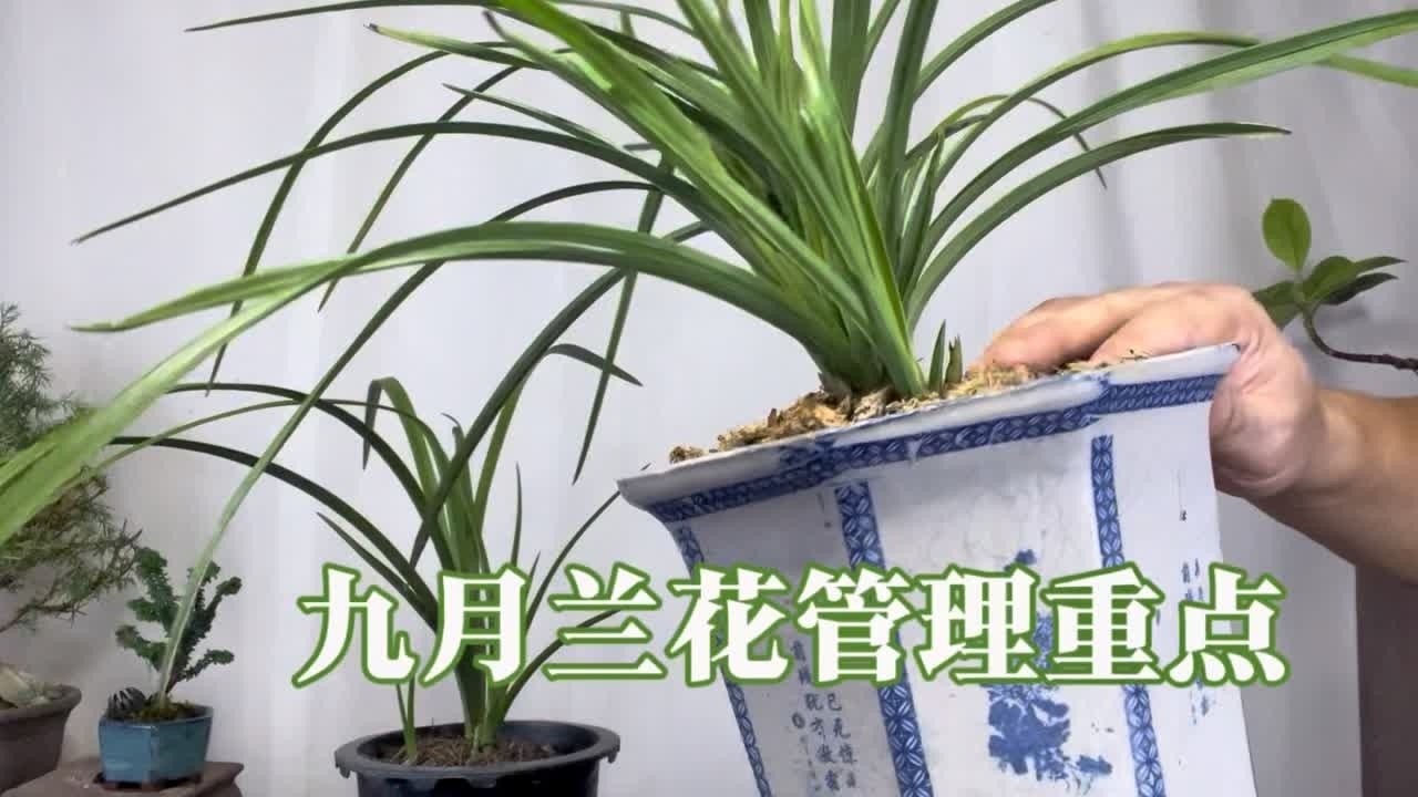 园艺师教你：九月，兰花管理重点！很实用，新手赶紧看看 #花卉绿植 #兰花 #国兰 #建兰 #阳台养兰
