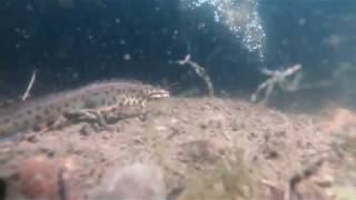 Lockdown pond life - newts