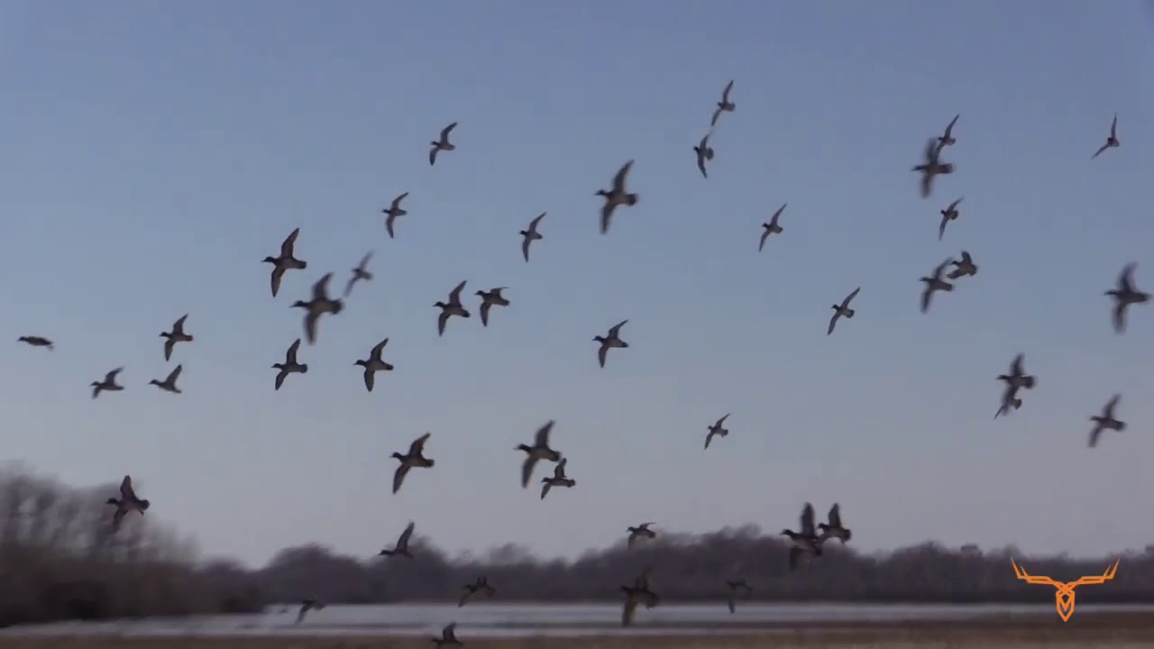 Chariton County Missouri Waterfowl Hunting Farm for Sale YouTube