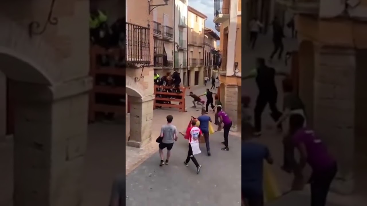 Toro rompe vallado y se escapa del recorrido #Arcos #Navarra #Toro #Bousalcarrer
