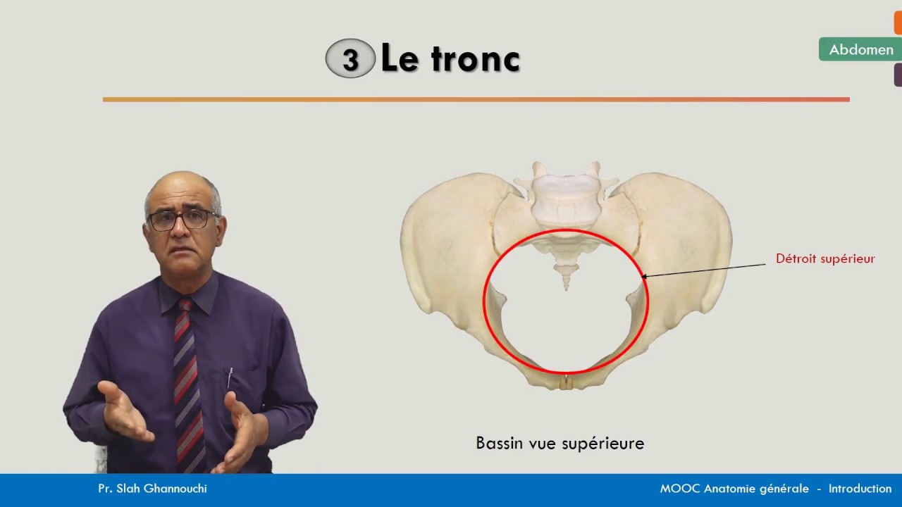 Définition  Bassin - Pelvis