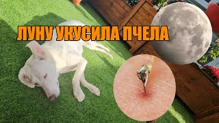 Луну укусила пчела 😨😨😨